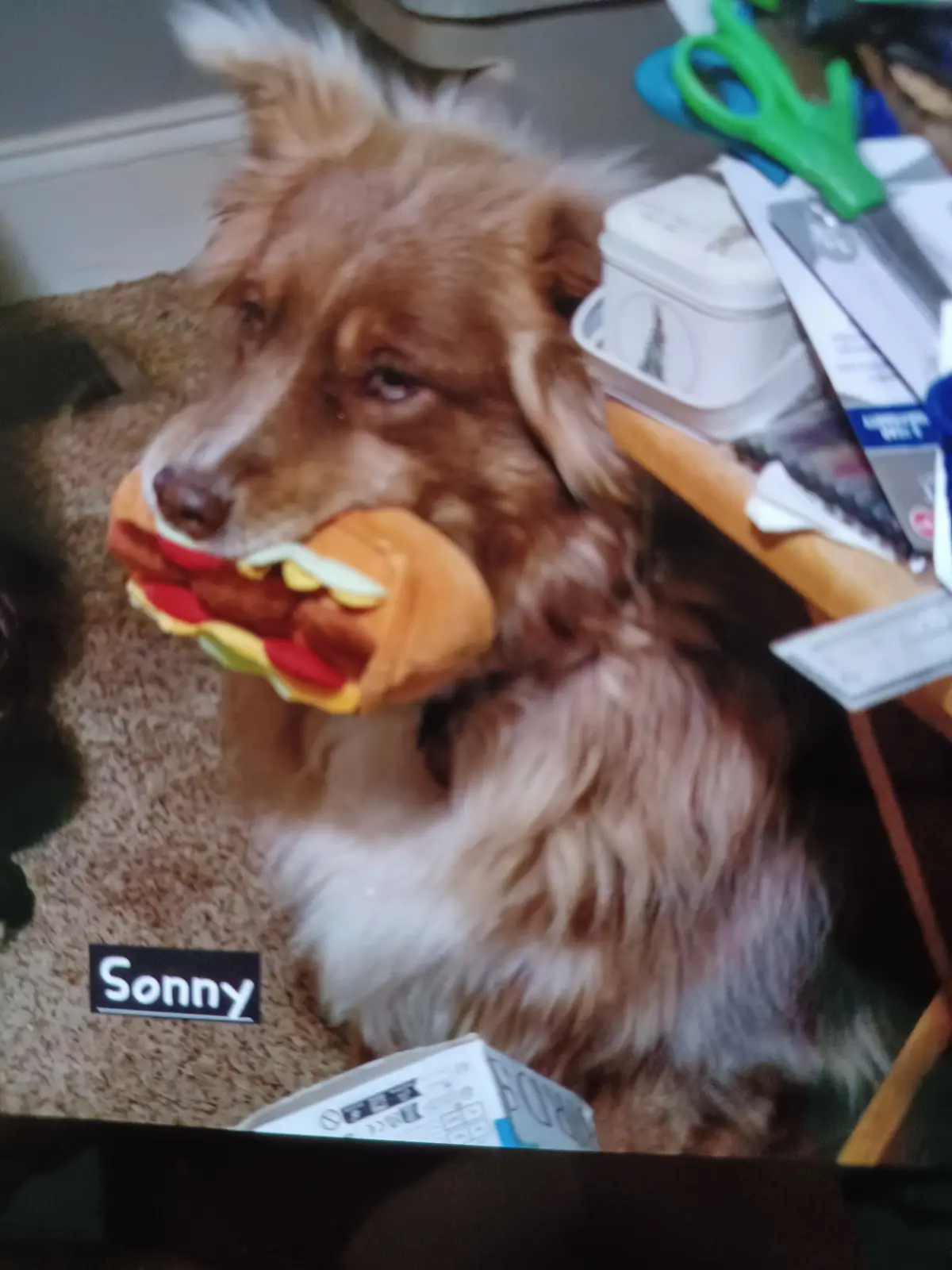 A fluffy brown and white dog named Sonny sits on a carpeted floor, holding a plush hot dog toy in its mouth. The dog has a…