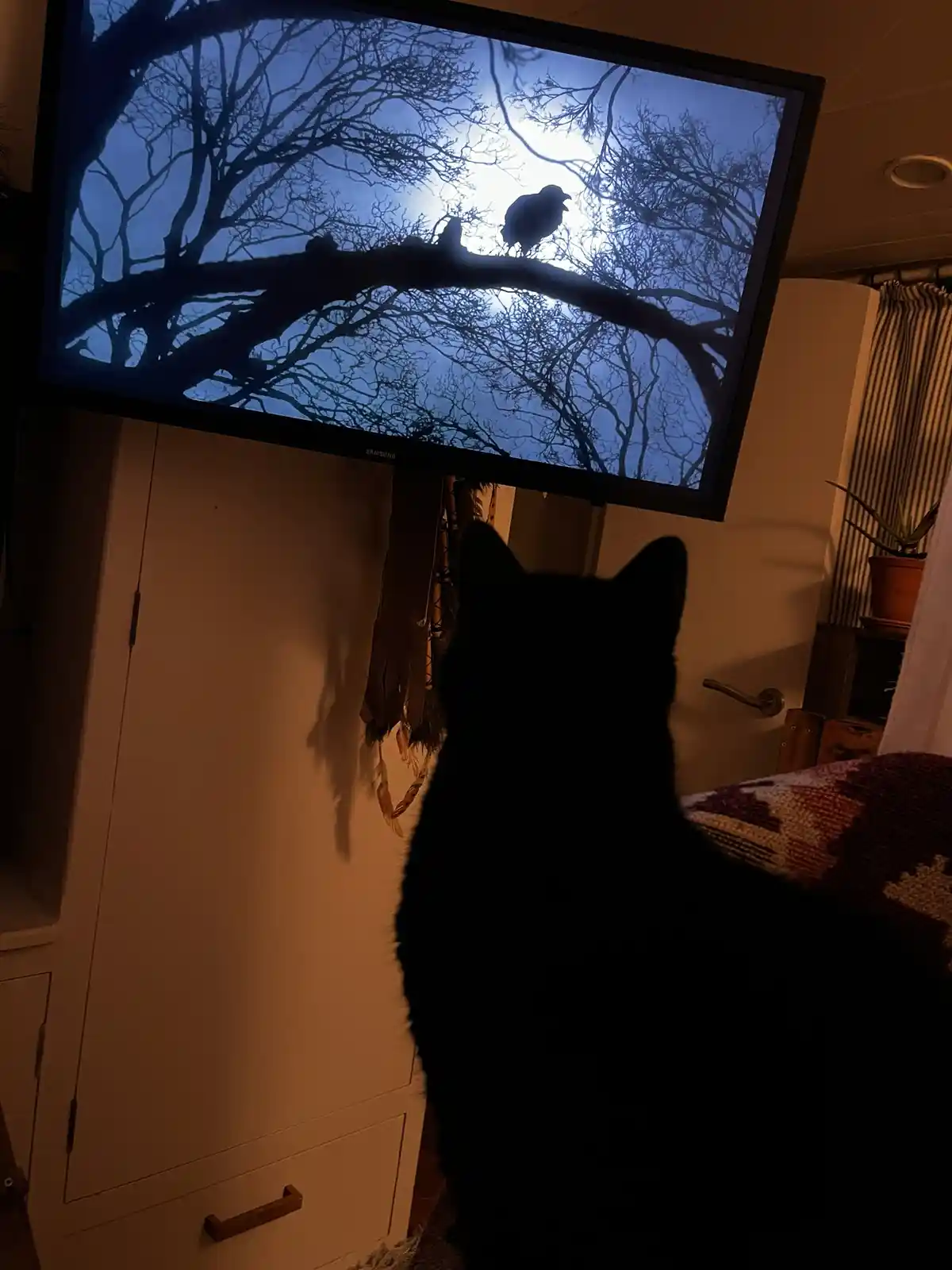 A black cat is silhouetted in a dimly lit room, sitting and staring intently at a television screen. The TV displays a…