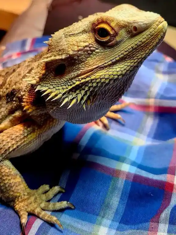A close-up photo of a bearded dragon lizard resting on a blue, red, and white plaid fabric. The lizard has textured scales…