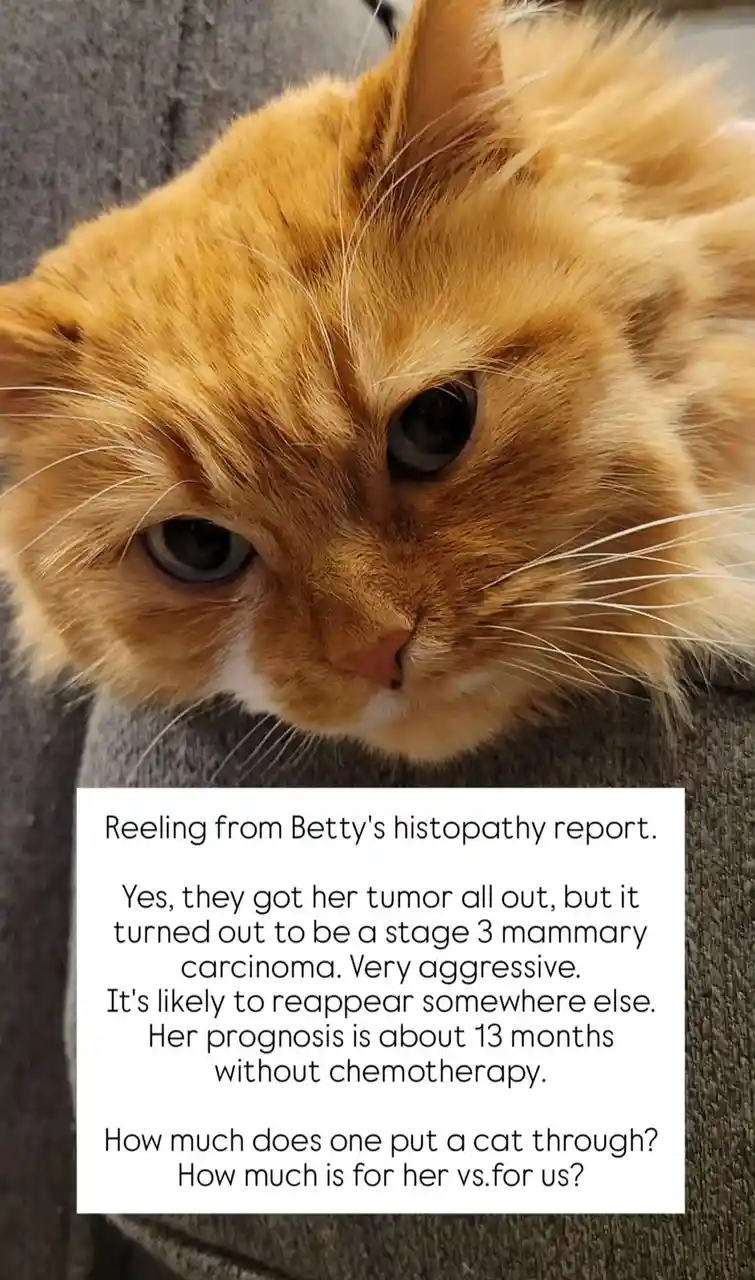 A close-up photo of a fluffy orange cat with a sad, soulful expression, resting on a gray fabric surface. Overlaid text…