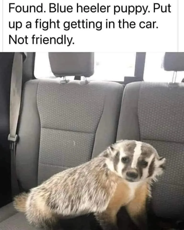 A badger sits in the back seat of a car, looking directly at the camera with a serious expression. The overlaid text reads…