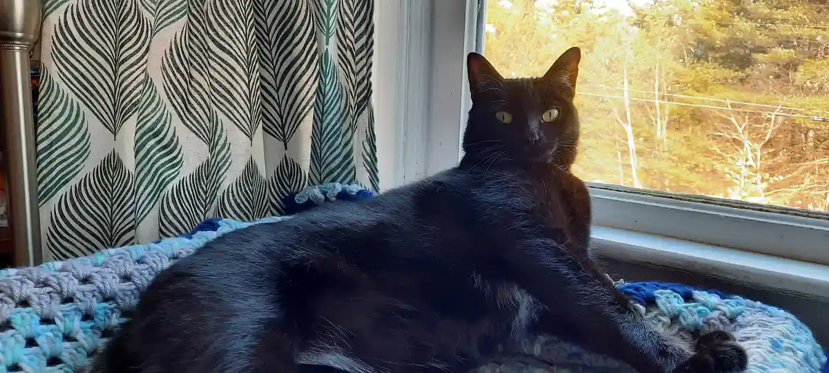 A black cat with yellow eyes lounges on a blue and gray crocheted blanket on a windowsill, looking directly at the camera…