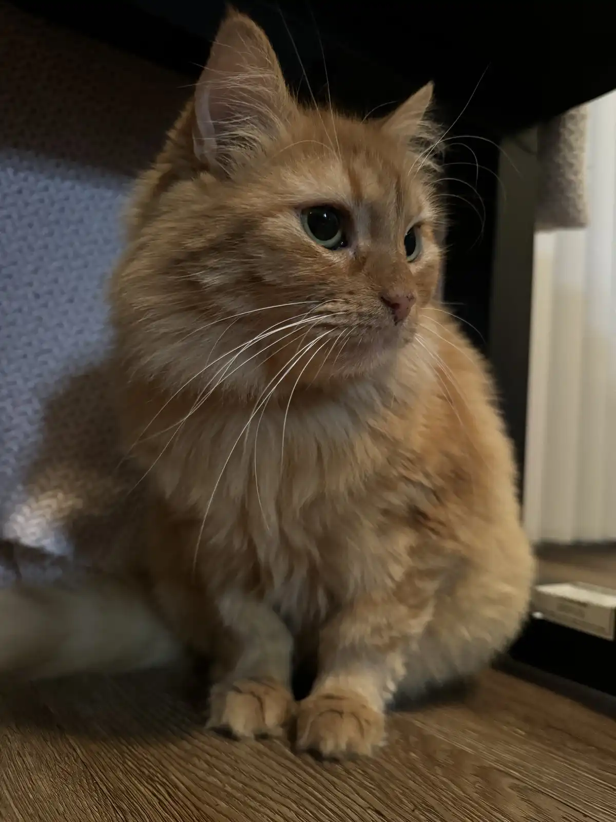 A fluffy orange tabby cat sits on a wooden floor, looking off to the side with a serious, unimpressed expression. The cat…