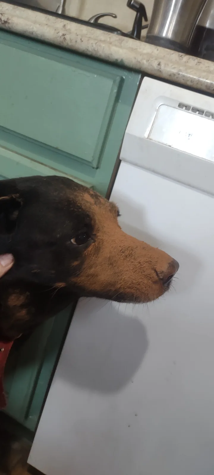 A close-up photo shows a black and tan dog with its face covered in brown powder, likely cocoa or flour, standing in a…