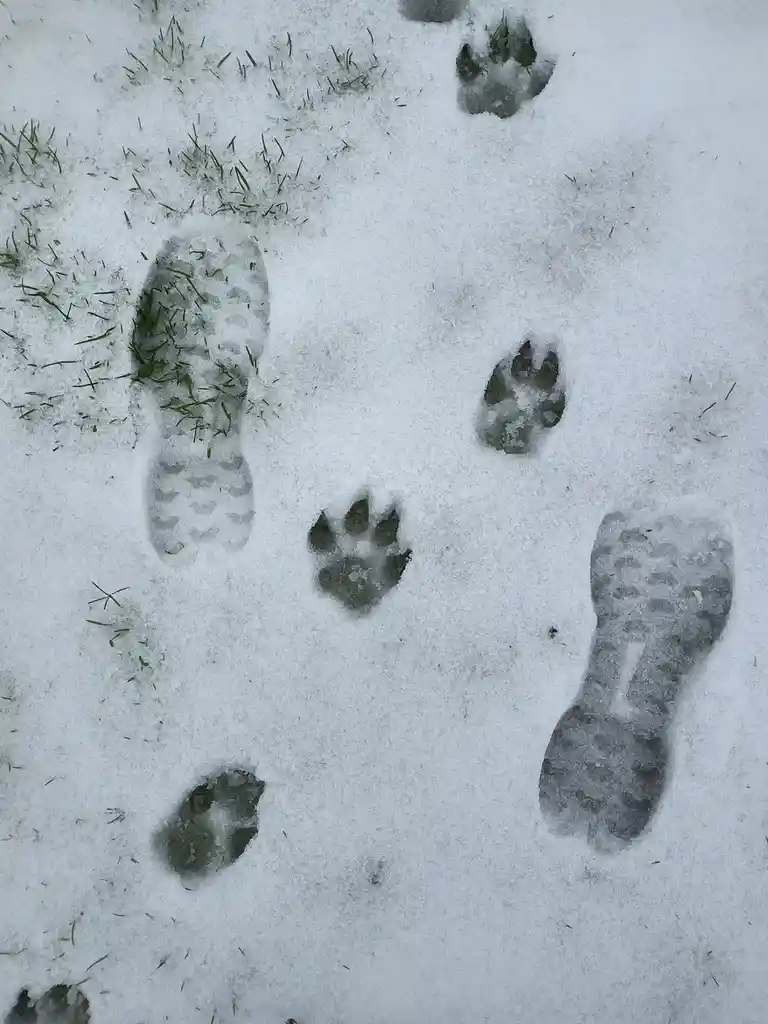 A close-up photo shows a patch of snow with alternating human shoe prints and distinct animal paw prints, likely from a dog…