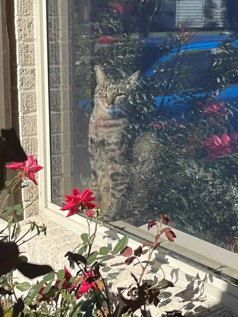 A tabby cat sits calmly on a windowsill, looking directly at the camera with a bored or unimpressed expression. The window…
