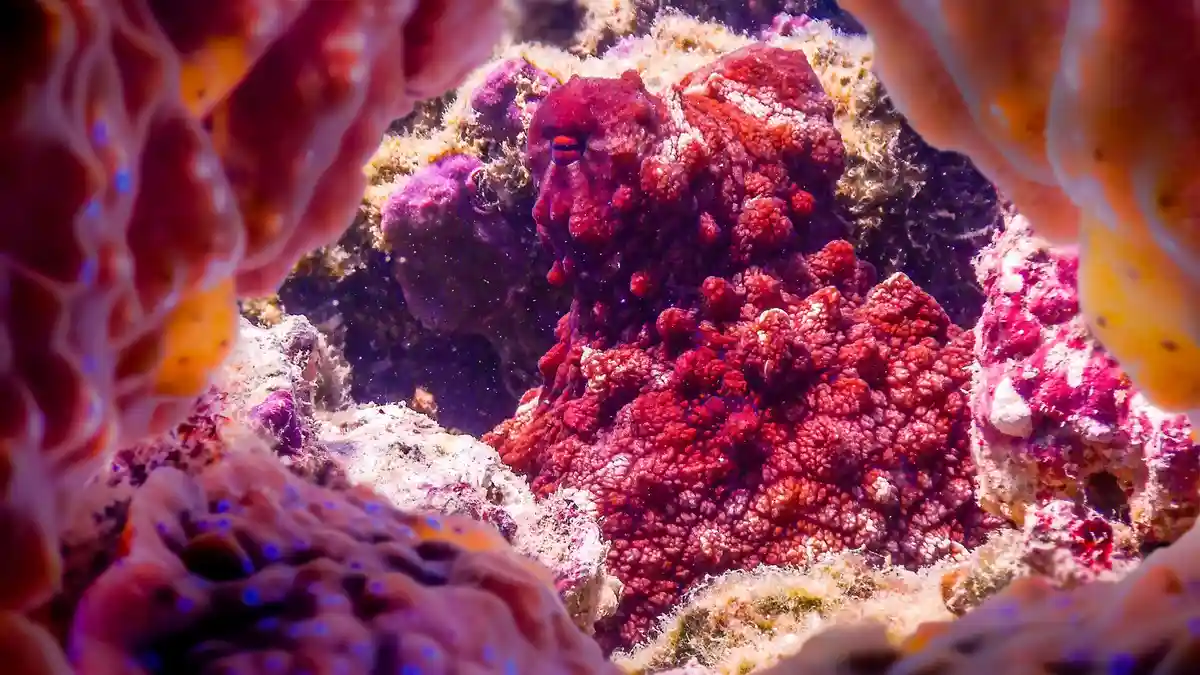Vibrant coral reefs burst forth in shades of electric blue, fiery orange, and sunshine yellow, as schools of iridescent fish…