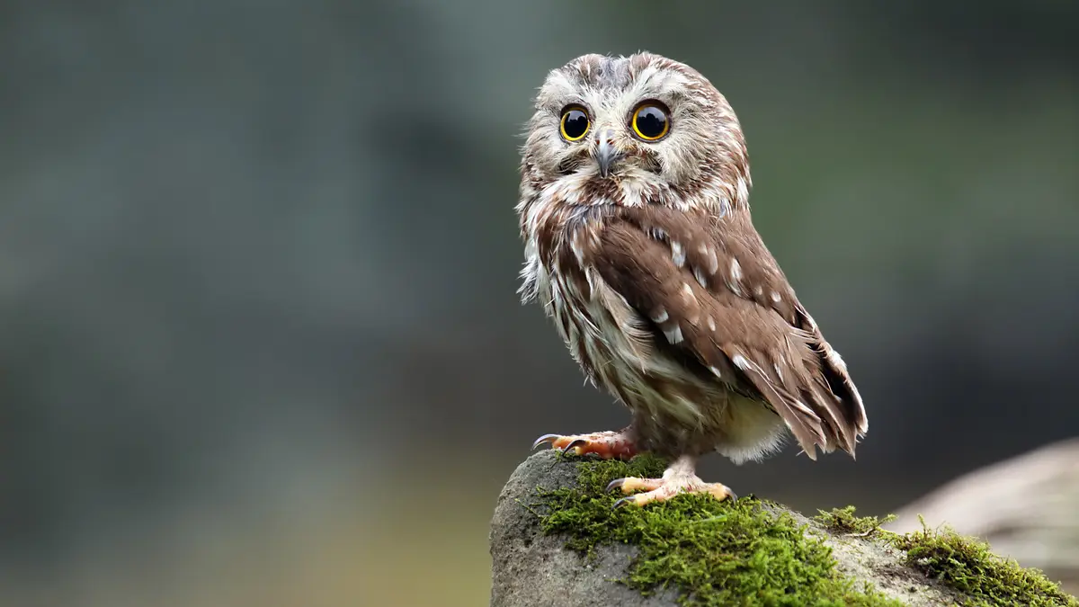 In the Northwoods, the northern saw-whet owl's name evokes nostalgic memories of lumberjacks and fur trappers. Its…
