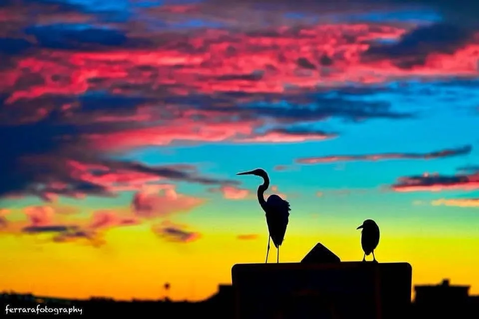 Two birds are silhouetted against a vibrant sunset sky with streaks of pink, red, blue, and yellow. The taller bird…