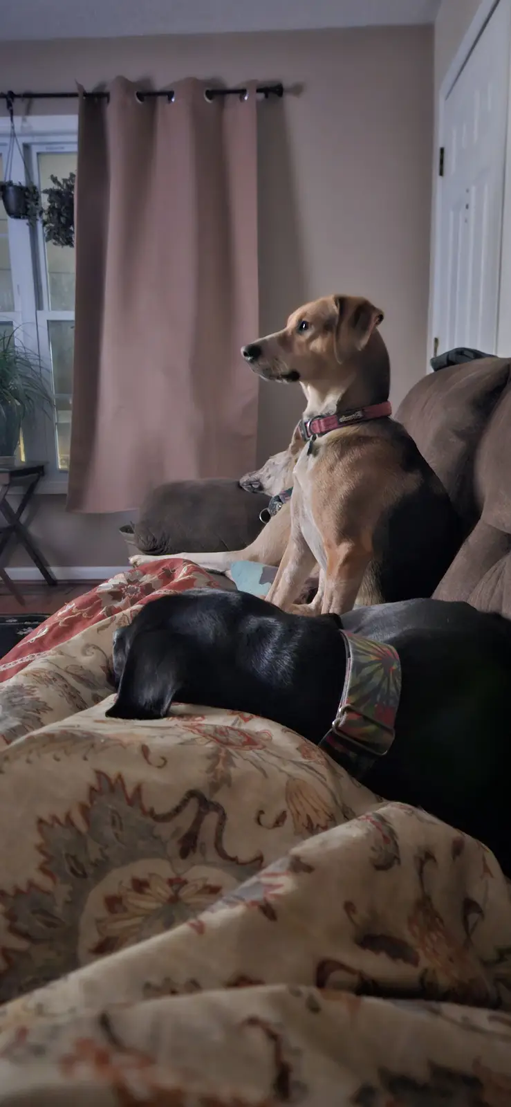 Three dogs are on a couch in a living room; one tan dog sits upright looking away, another tan dog lies behind it, and a…