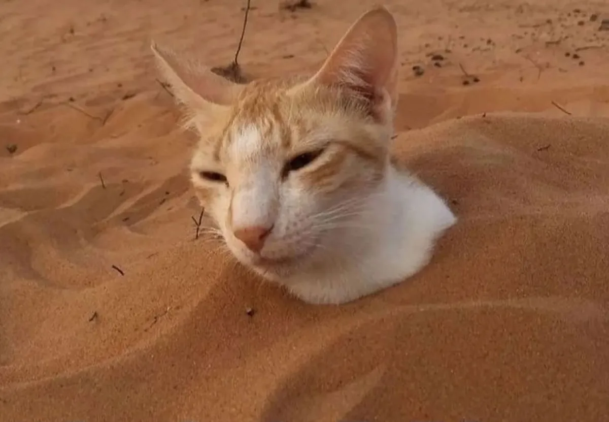 a light orange and white cat is partially buried in orange sand, with only its head and shoulders visible, looking very…