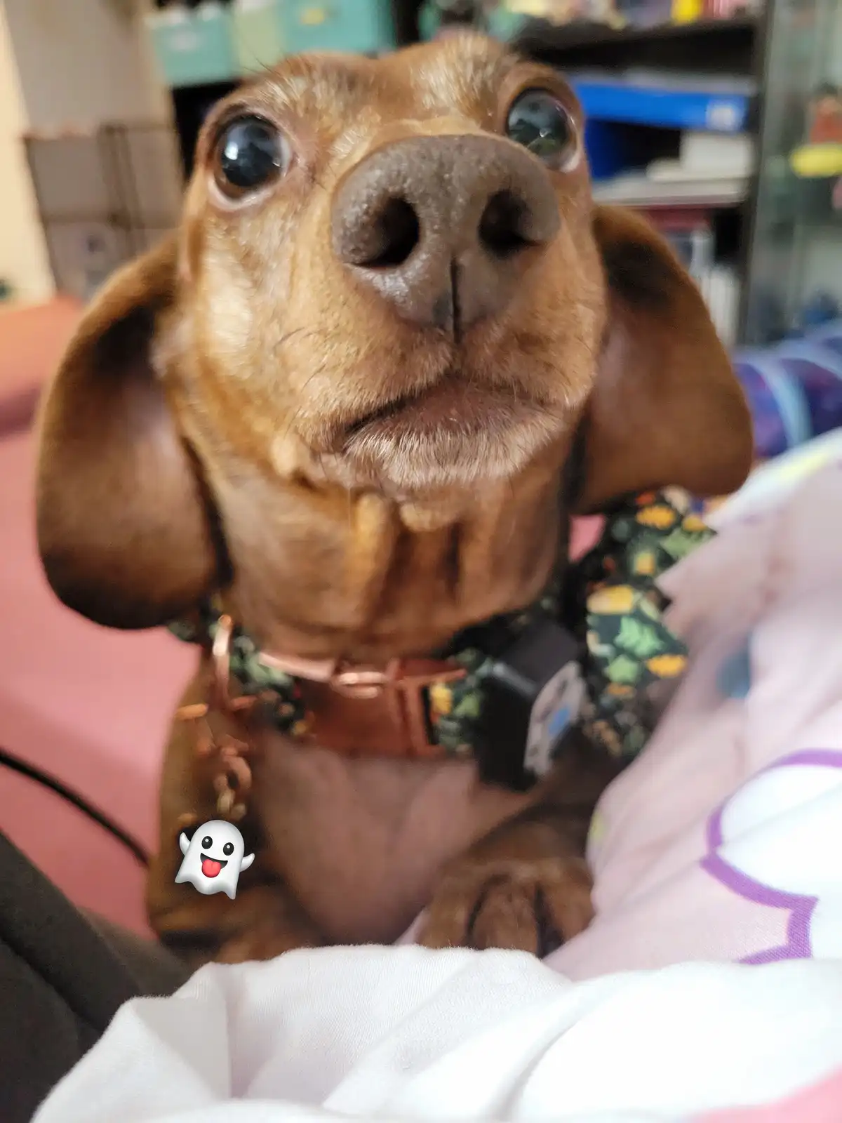 A close-up photo of a brown dachshund with large, expressive eyes looking upward, wearing a patterned collar with a copper…