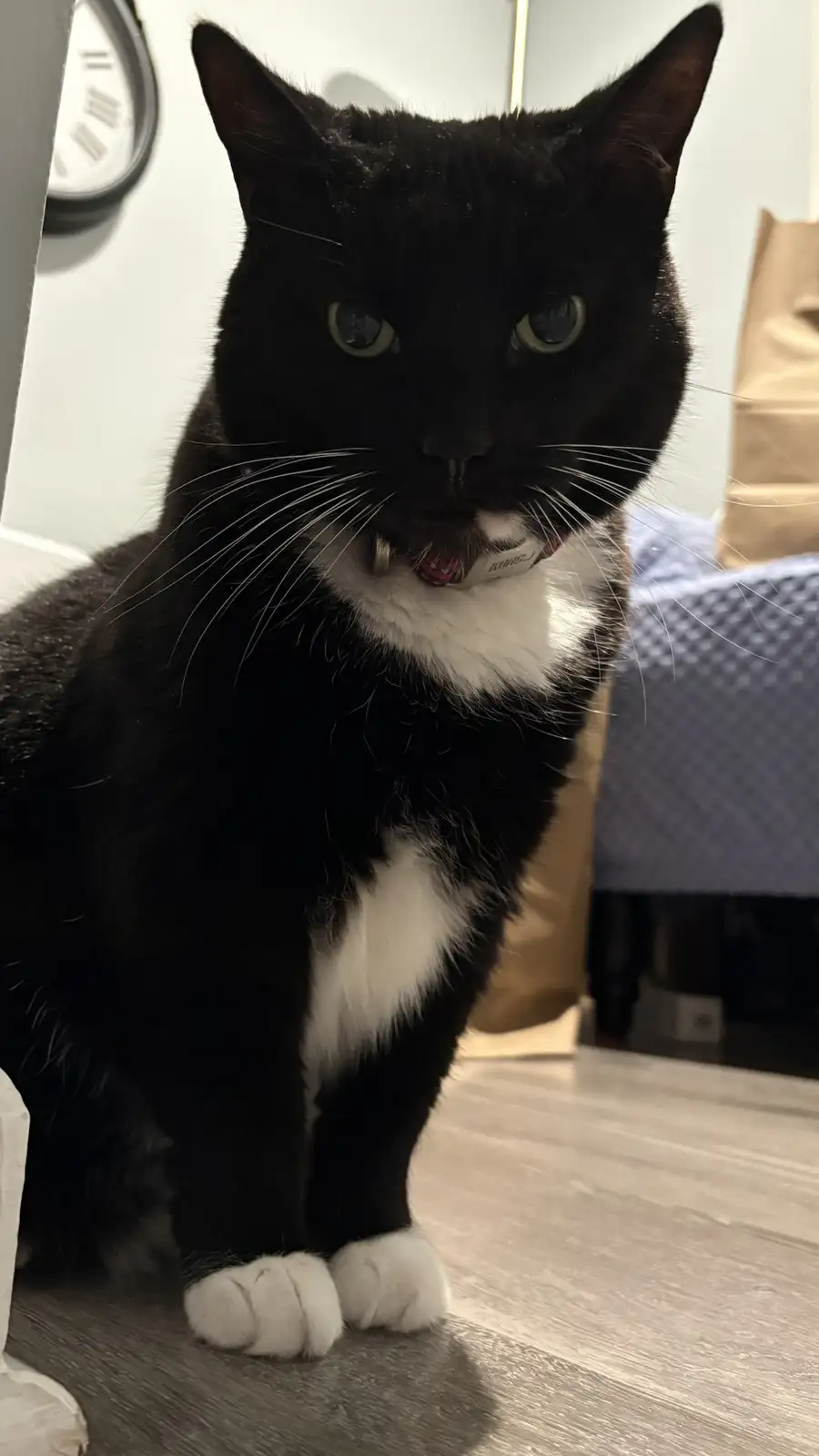 A black-and-white cat with a white chest and paws sits on a wooden floor, looking directly at the camera with a stern…