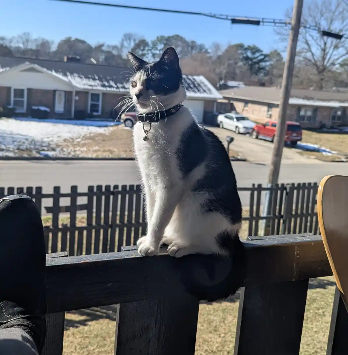 A black and white cat with a black collar and bell sits upright on a dark wooden fence rail, looking off to the side. In the…
