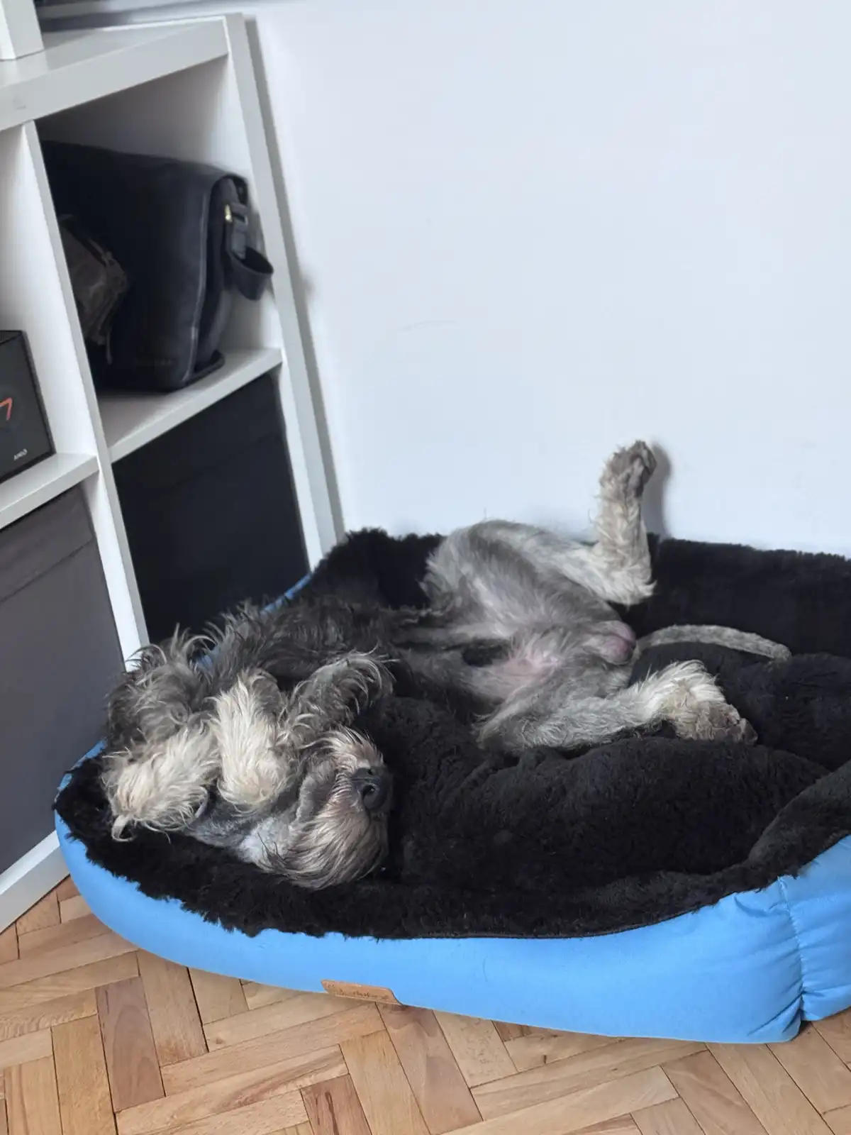 A gray and white dog is lying on its back in a black and blue dog bed, appearing deeply asleep with one paw raised. The dog…