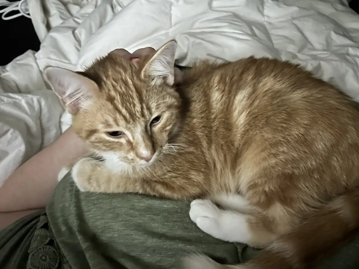 An orange tabby cat with white paws is curled up and resting on a person's lap, which is covered by a green shirt, while the…