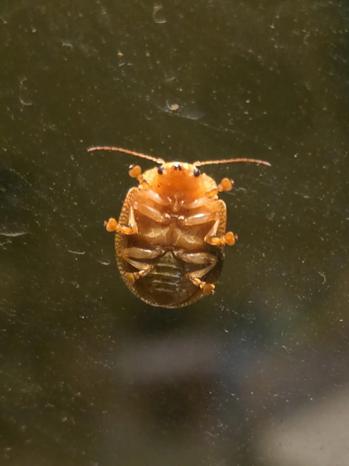 Who Knew Beetles Could Be This Adorable?