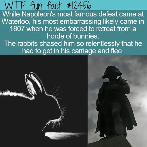 When Napoleon Faced Off Against an Army of Bunnies