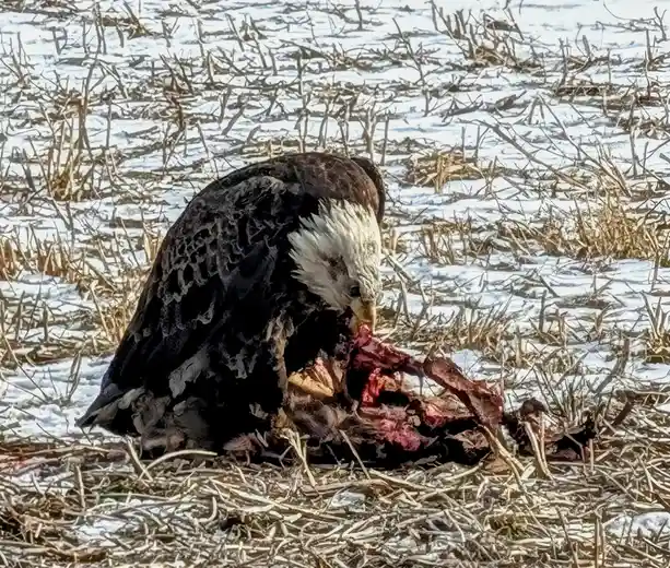A bald eagle with a white head and dark body is eating raw meat on snowy ground covered with dry grass and twigs. The…
