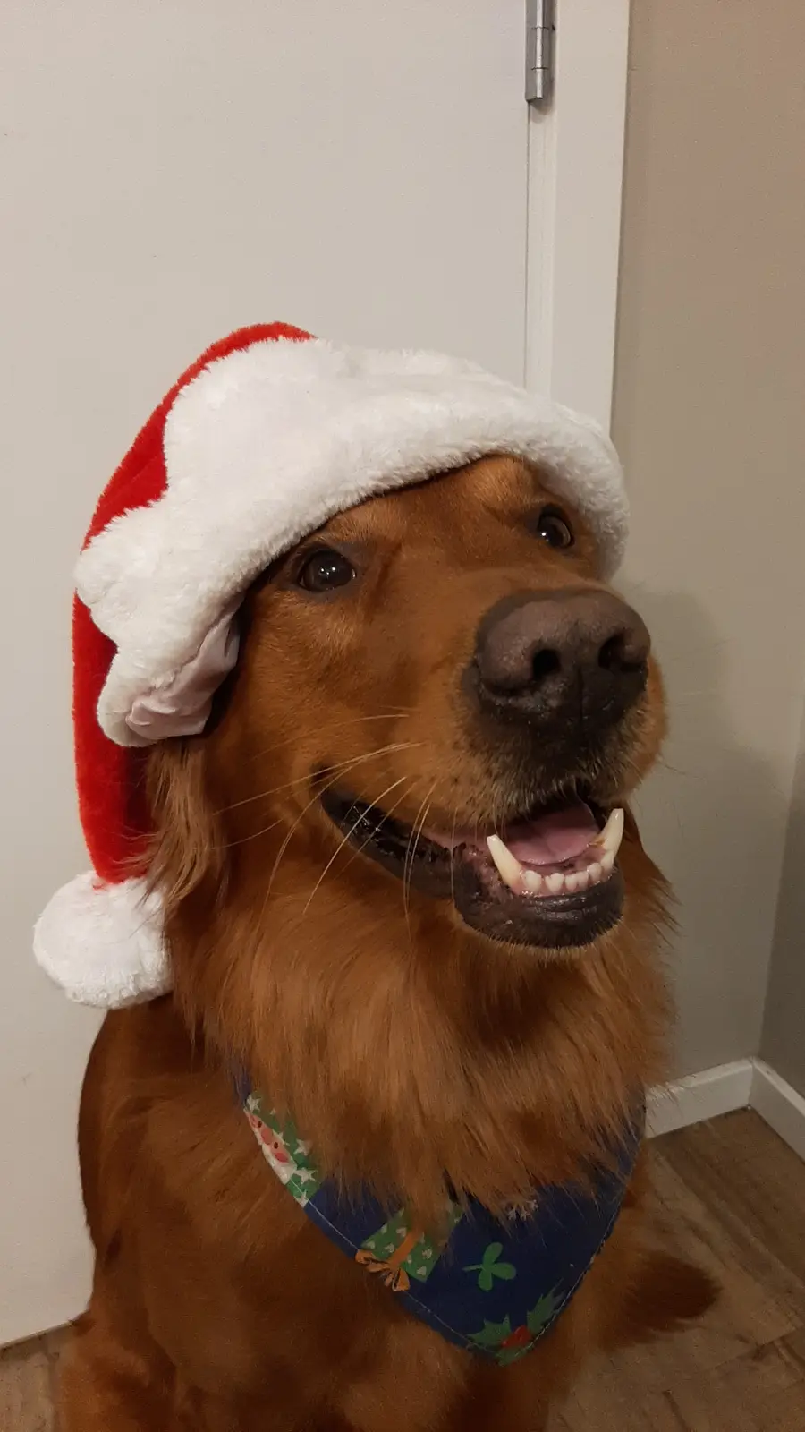 Merry Christmas, Imgur Family!