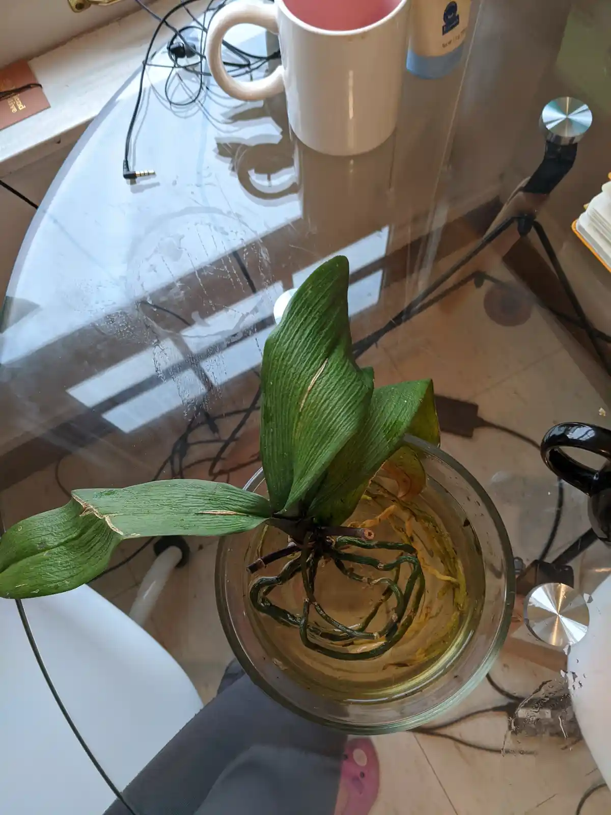 A small green plant with visible brown, dying roots sits in a clear glass bowl filled with murky water on a glass table. The…