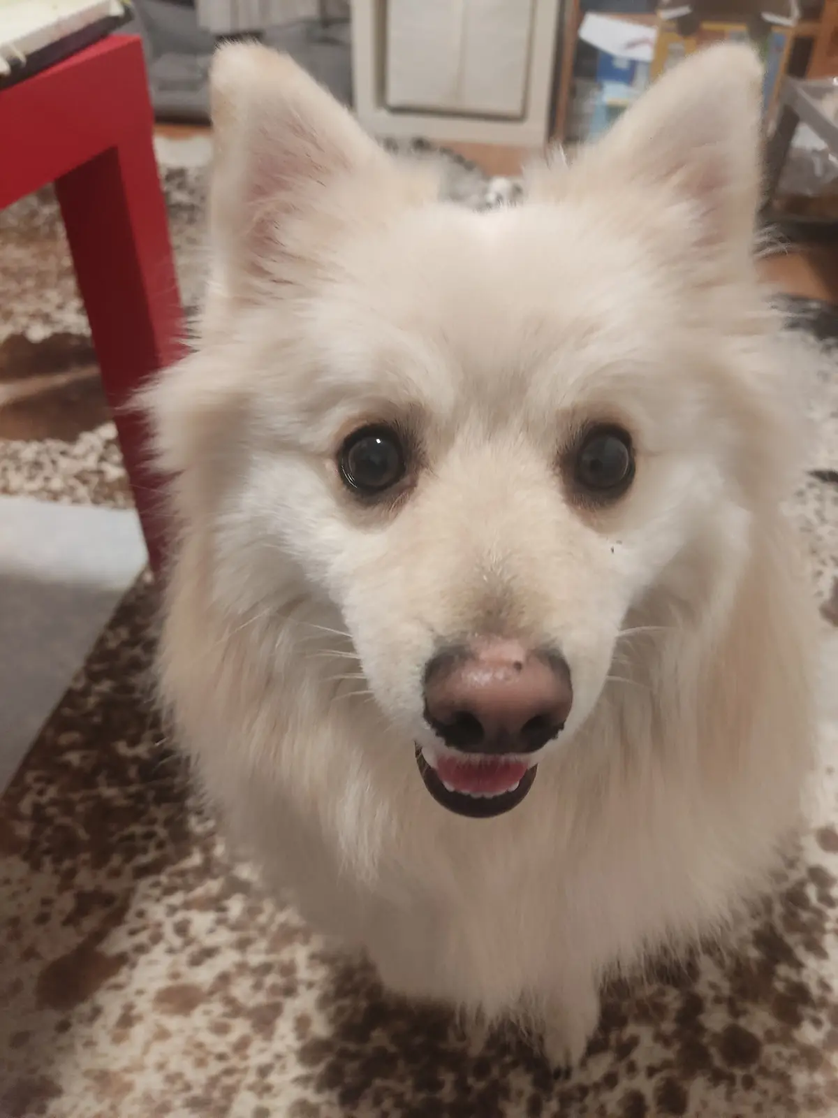 A close-up photo of a fluffy white dog with large dark eyes and a slightly open mouth, looking directly at the camera. The…
