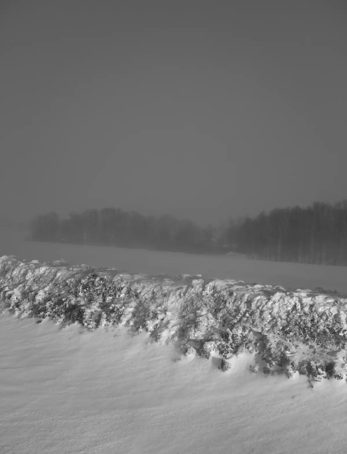 A black-and-white photo shows a snowy landscape with a snow-covered hedge or fence in the foreground and a distant, foggy…