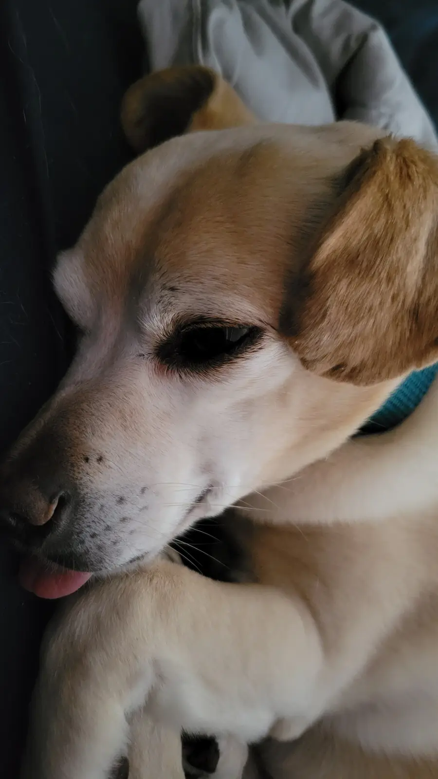 A close-up photo of a light brown and white dog with one eye closed and its tongue slightly out, resting against a person…