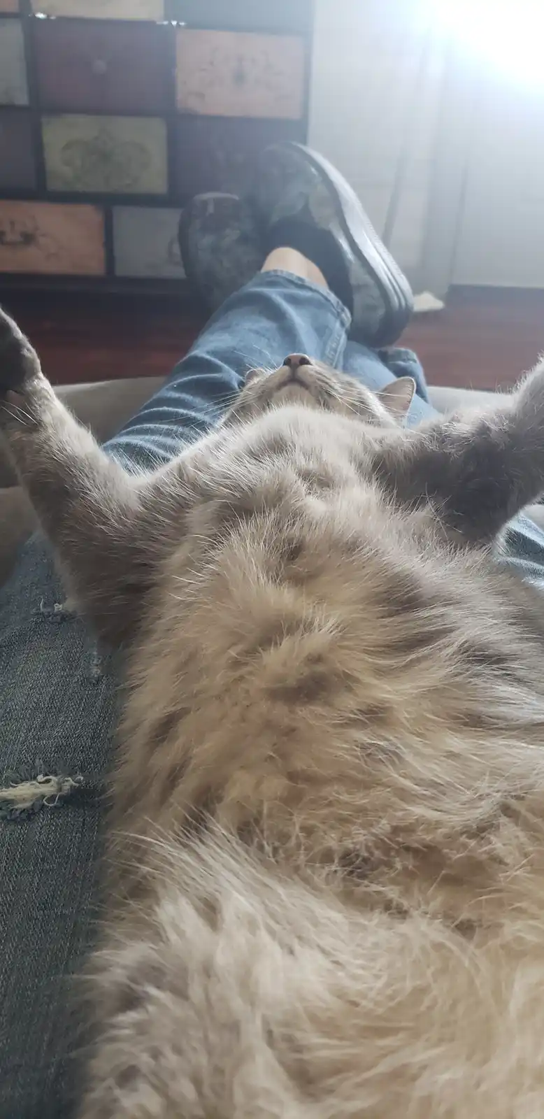 A fluffy, light-colored cat is lying on its back on a person's lap, paws raised in the air, appearing very relaxed. The…