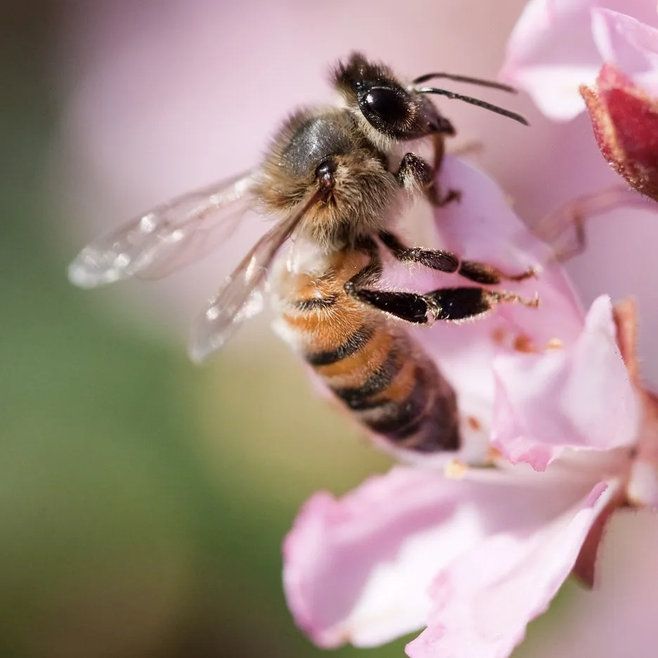 A close-up photograph shows a fuzzy honeybee with translucent wings perched on the soft pink petals of a flower, its legs…