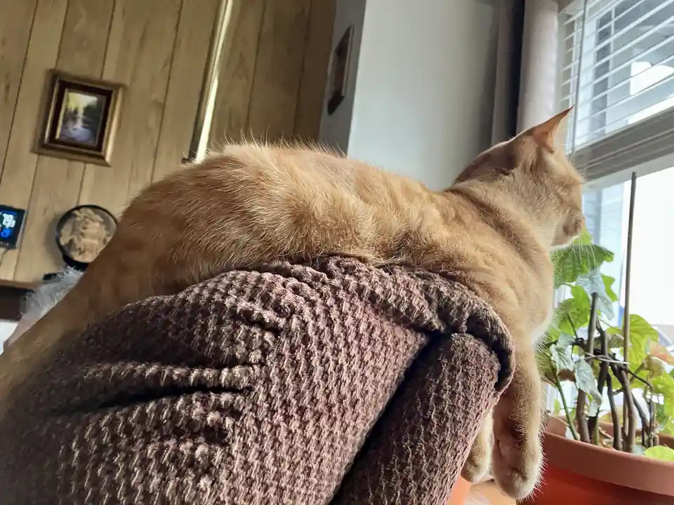 An orange tabby cat is lounging on a brown textured blanket draped over a windowsill, looking out the window. The cat's body…