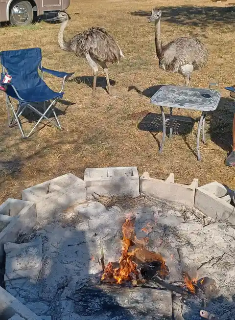 Two emus stand in a dry grassy field near a campfire made of concrete blocks, a blue folding chair with a drink can, and a…