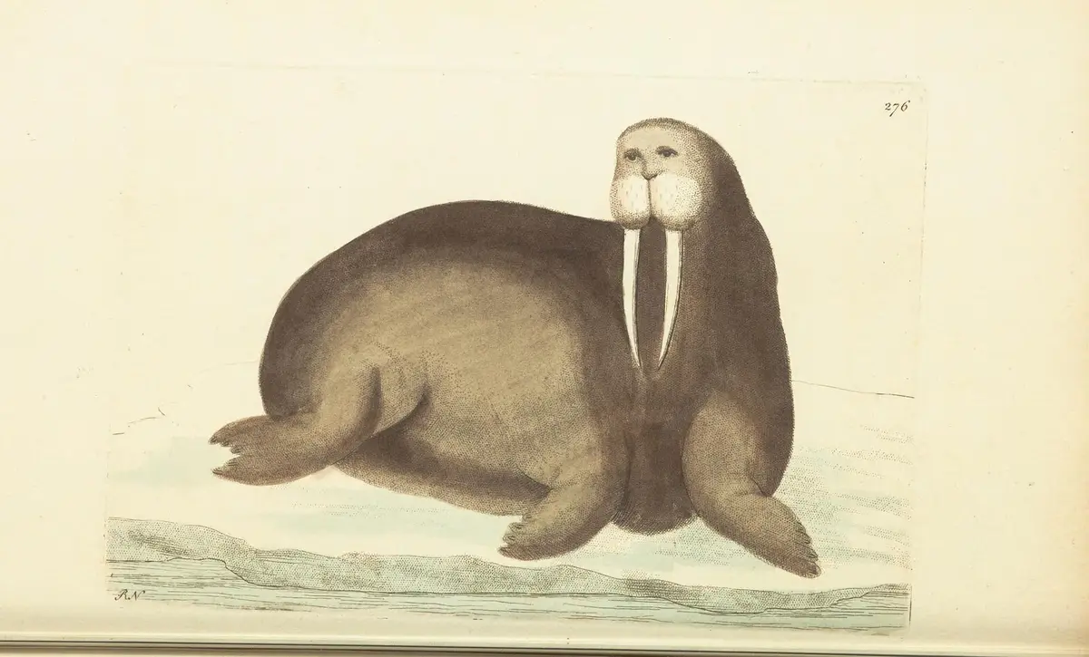 An antique-style illustration of a walrus sitting on ice, featuring prominent tusks and a large body, with the overlaid text…
