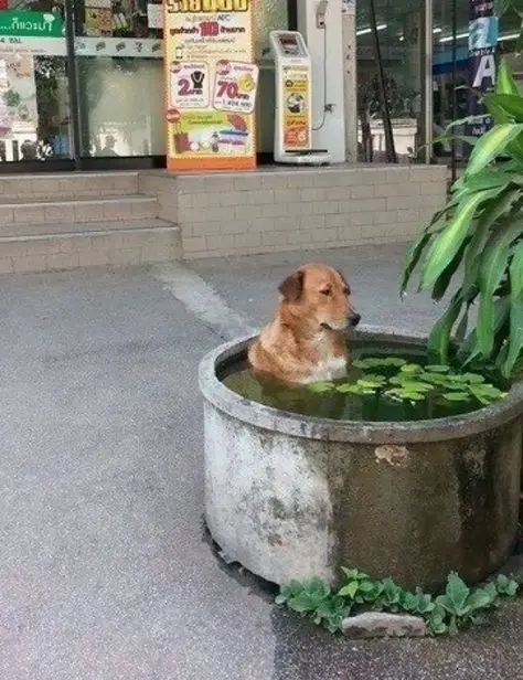 A brown dog is sitting calmly in a large, round, outdoor planter filled with water and lily pads, positioned on a sidewalk…