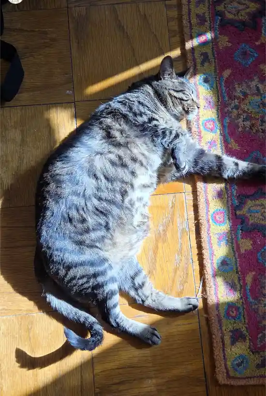 My Adorable Boy Enjoying a Cozy Nap on the Heated Floors