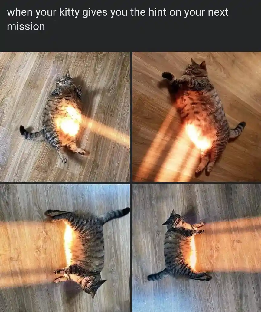 A four-panel image shows a tabby cat lying on its back on a wooden floor, with a sunbeam shining directly on its belly in…