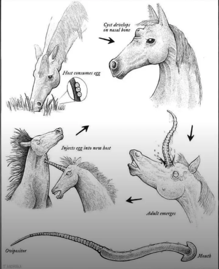 A black-and-white illustrated diagram shows a horse eating an egg, which then develops into a cyst on its nasal bone. An…