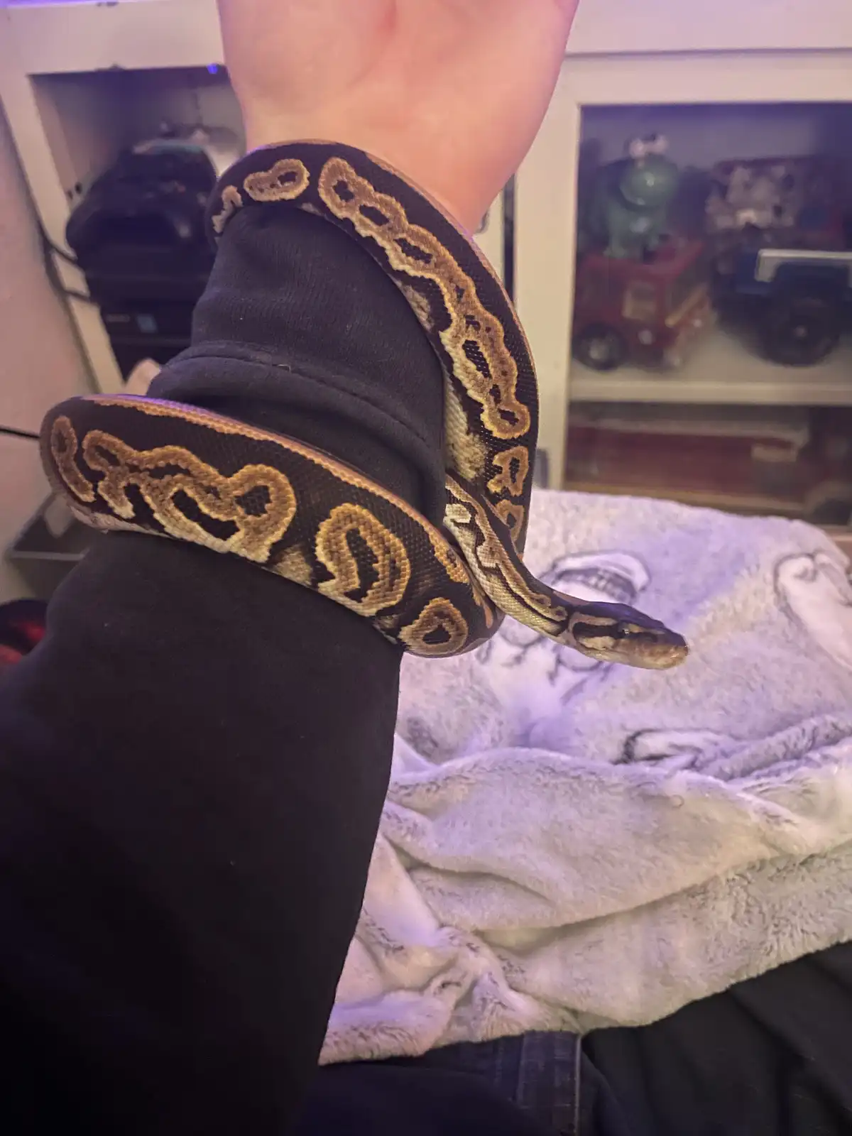 A person's arm, clad in a black sleeve, is wrapped by a large, patterned snake with brown and tan markings. The snake's head…