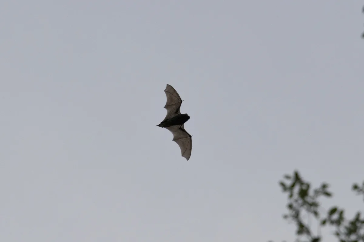 A bat is captured mid-flight against a pale, overcast sky, its wings fully extended. The image has text overlaid that reads…