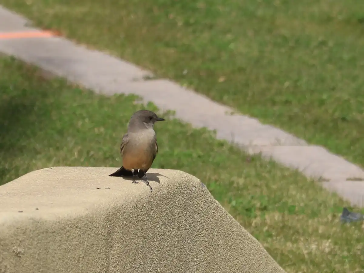 A small brownish-gray bird with a slightly orange belly perches on a textured concrete surface, looking off to the side. The…