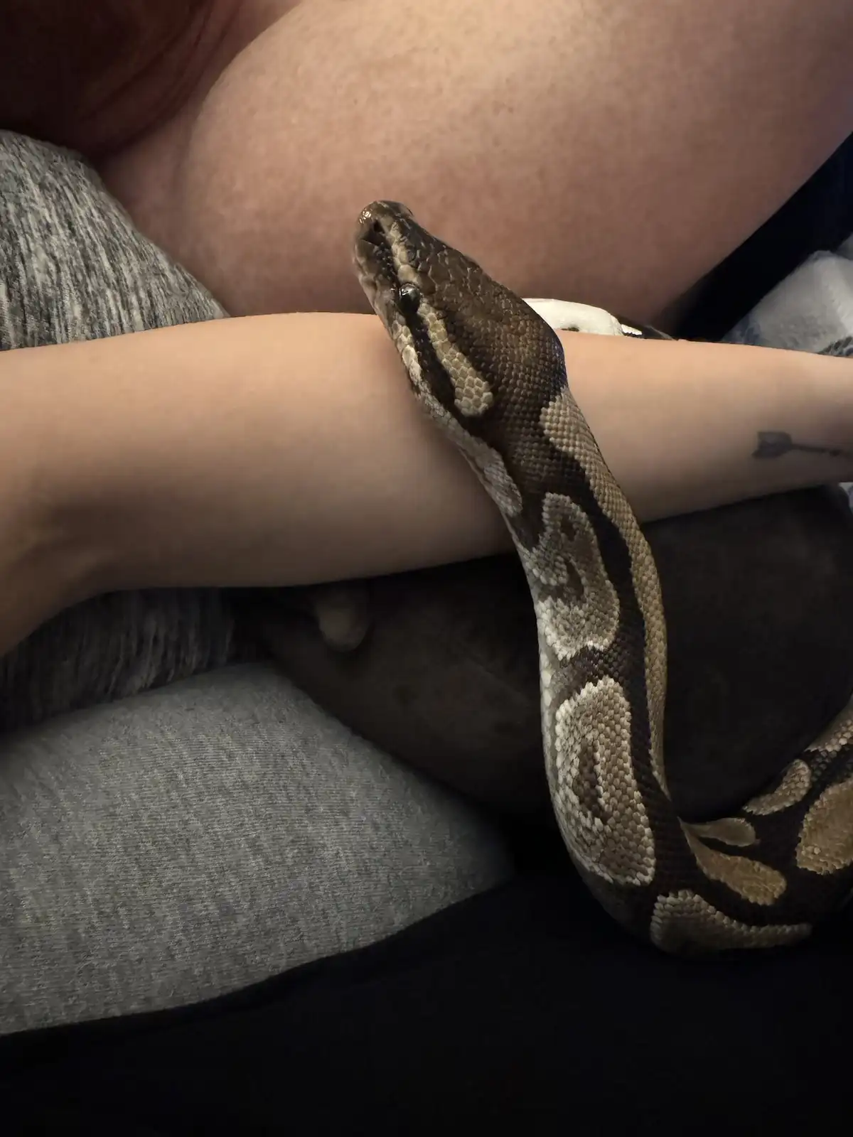 A close-up photo shows a large, patterned snake, likely a ball python, resting calmly on a person's arm. The person is…