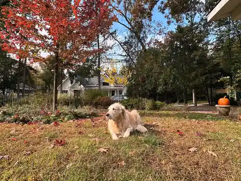 A golden retriever lies calmly on a grassy lawn scattered with autumn leaves, surrounded by trees with red and orange…