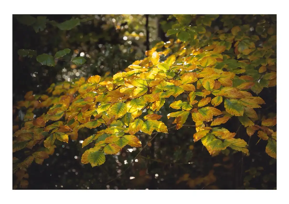 A close-up photograph of autumn leaves on a tree branch, illuminated by sunlight filtering through the canopy, creating a…