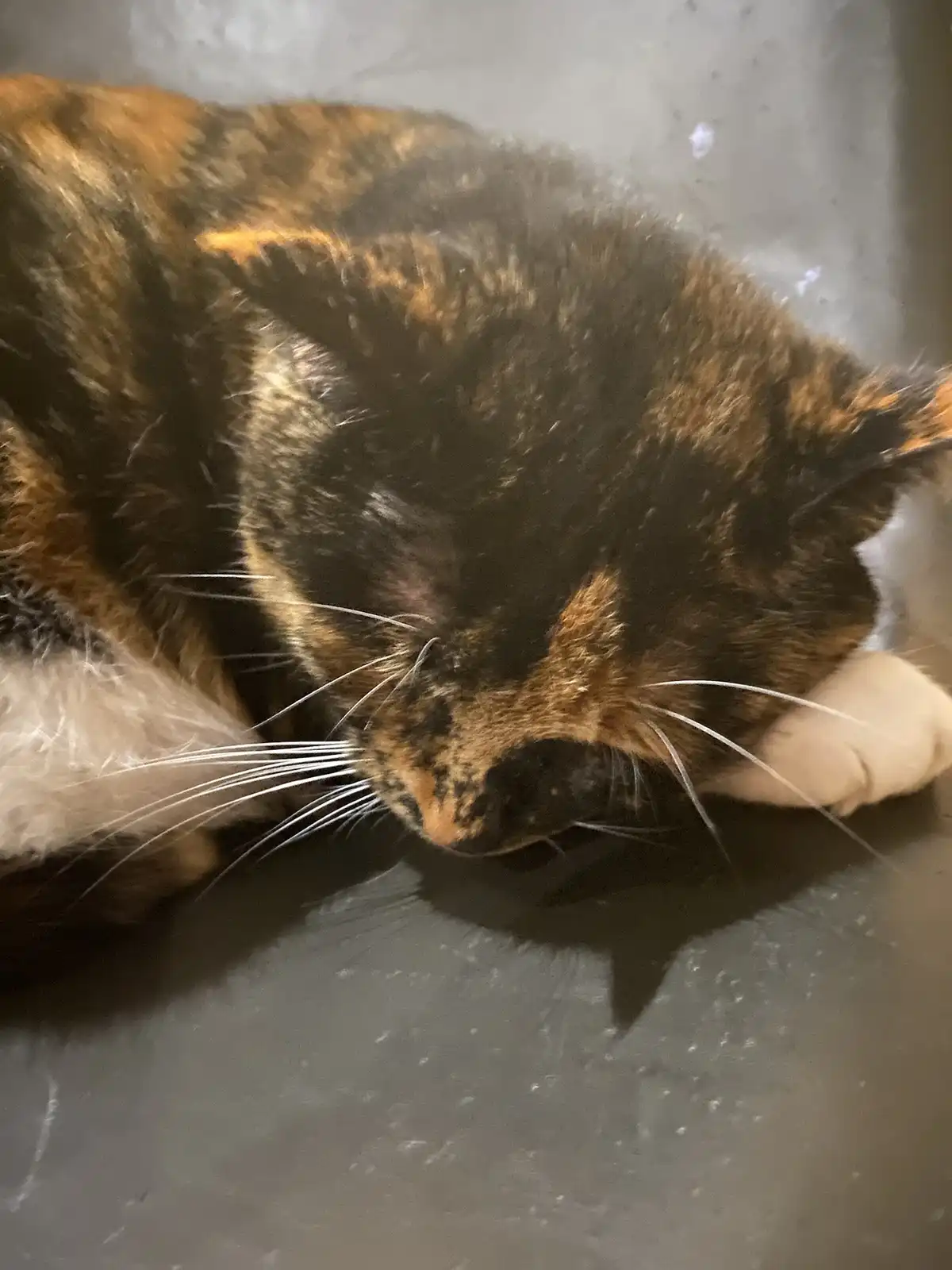 Crumble’s daily snapshot of adorable moments