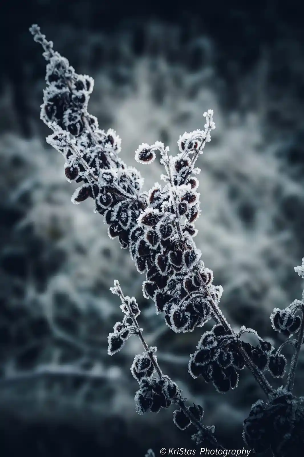 A close-up photograph of a plant branch covered in intricate frost patterns, with dark, textured leaves and stems…