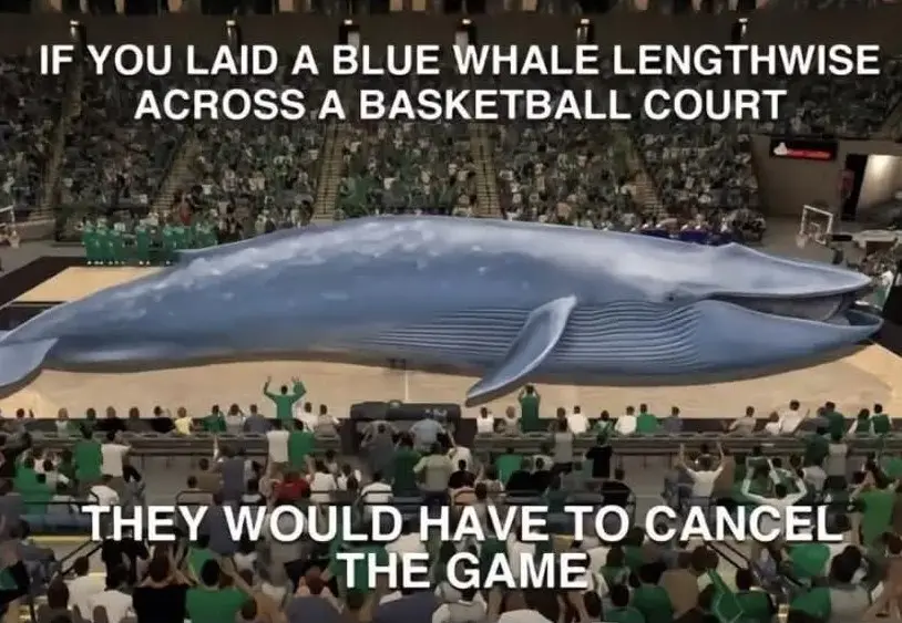A digital rendering of a massive blue whale lying horizontally across a basketball court, with spectators in green shirts…