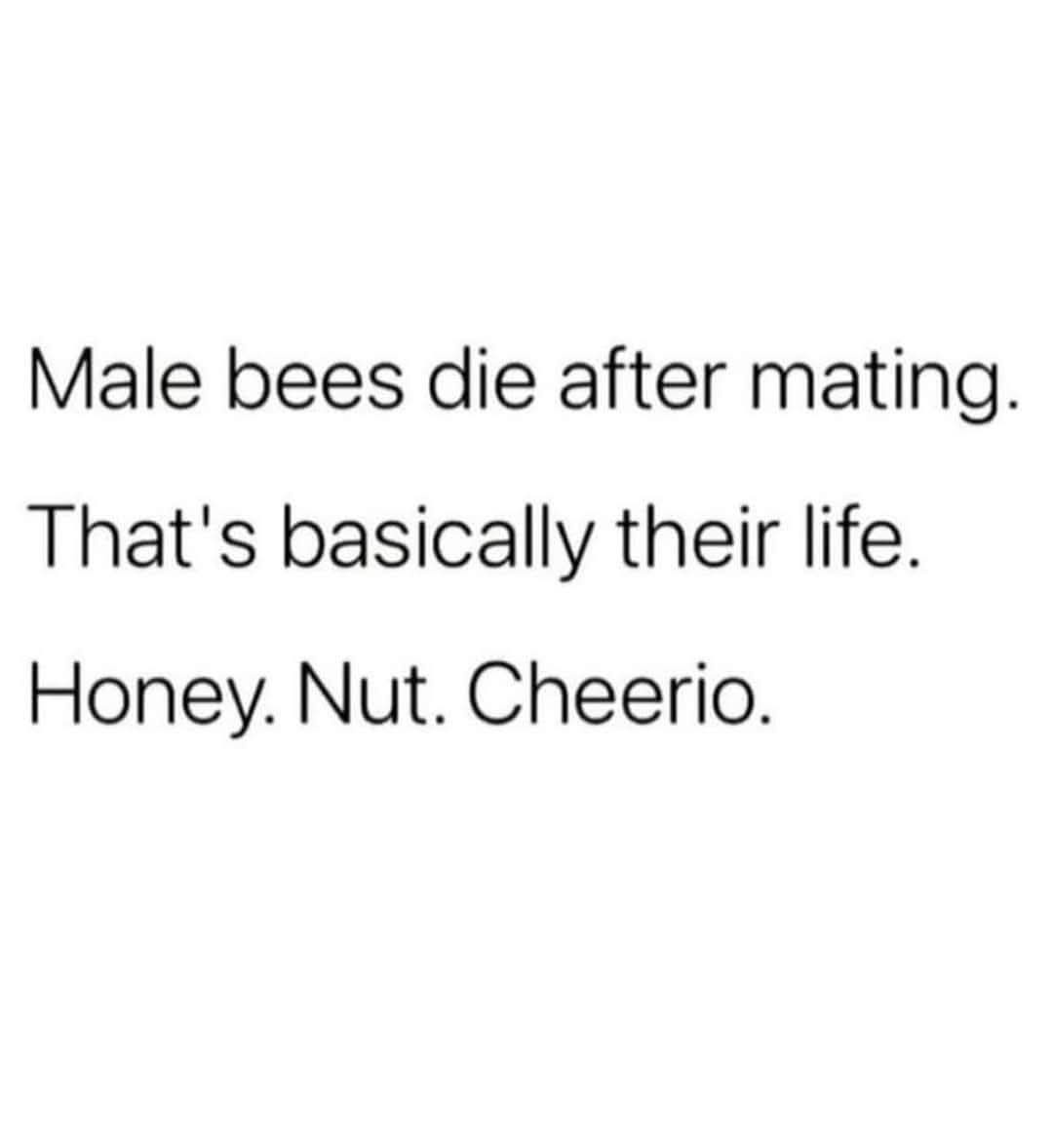 The image is a plain white background with three lines of black sans-serif text. The text reads: 'Male bees die after…