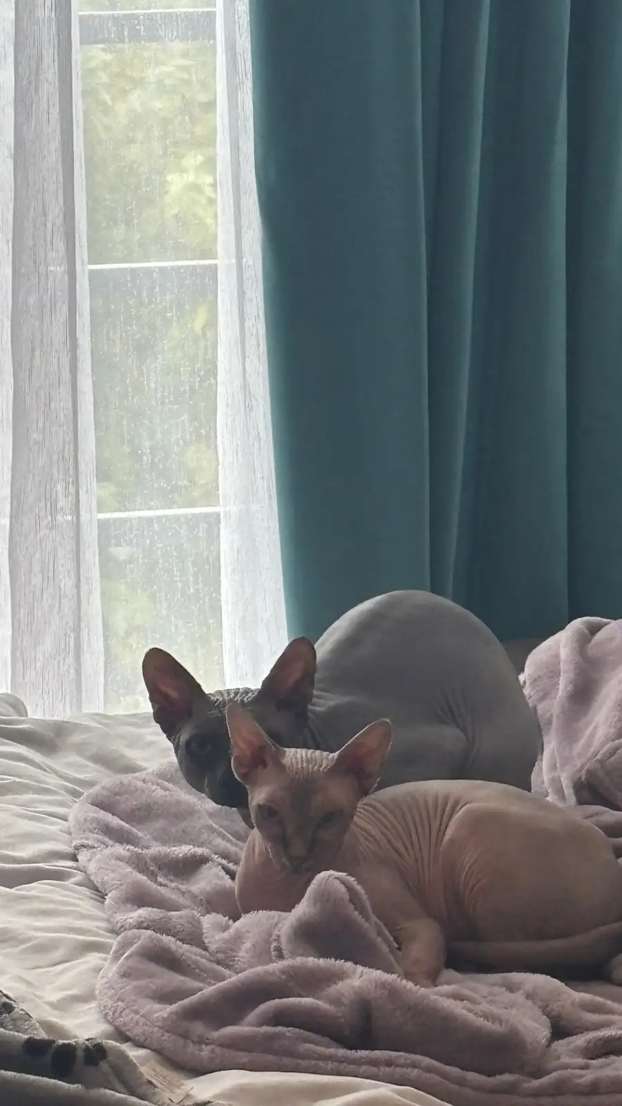 Two hairless cats, one dark-skinned and one lighter-skinned, are lounging on a bed covered with a purple blanket, positioned…