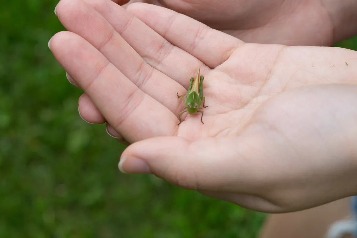 A close-up image shows a small green grasshopper resting on the palm of a person's open hand, with another hand gently…