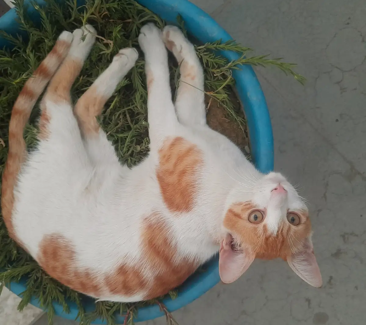 An orange and white cat lies on its back inside a blue plastic pot filled with green foliage, looking up with wide, startled…
